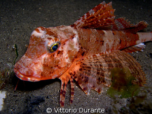 Streaked gurnard (Chelidonichthys lastoviza) by Vittorio Durante 